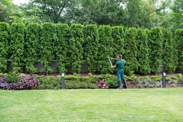 Organic Lawn Care Solutions in East Hazel Crest, IL