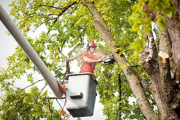 How Our Tree Care Process Works  in  East Hazel Crest, IL